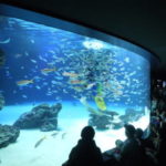 <span class="title">所沢キャンパス校外学習 サンシャイン水族館</span>